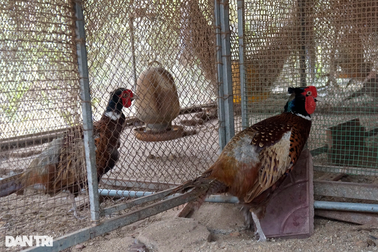 Thủ lĩnh chi hội phụ nữ thoát nghèo nhờ nuôi chim trĩ