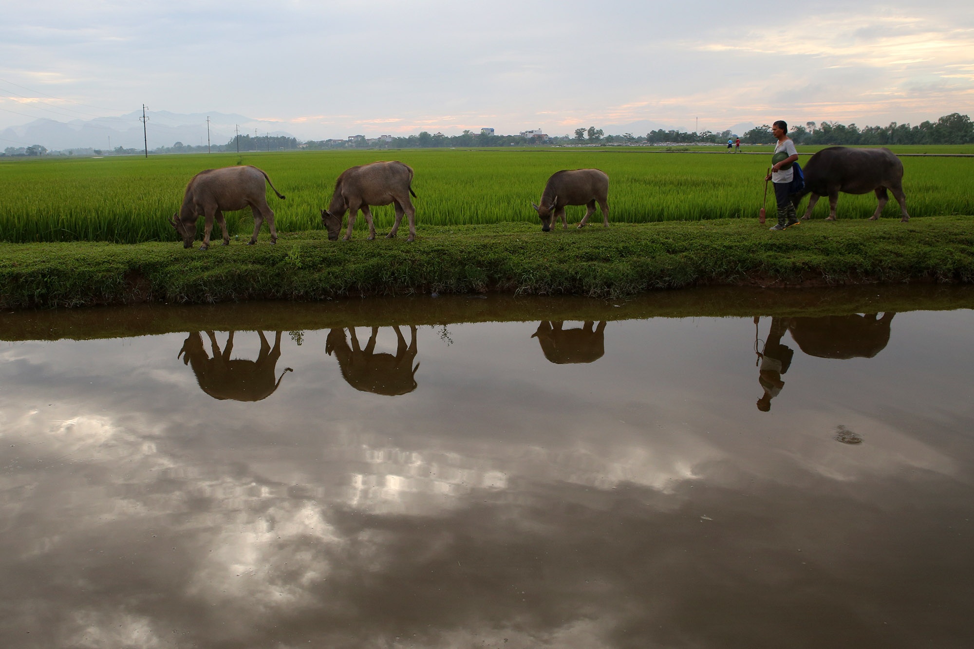 Đẹp nao lòng cảnh chiều muộn ở vùng thôn quê thanh bình giữa Hà Nội - 2