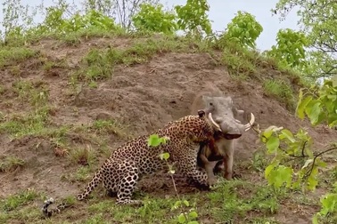 Rình săn lợn bướu, báo hoa mai bị con mồi kéo ngược về tổ