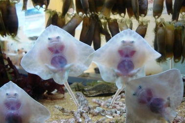 Bí ẩn về loài cá đuối sở hữu diện mạo như người ngoài hành tinh