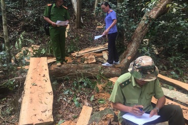 Lâm tặc phá rừng phòng hộ, nửa tháng sau chủ rừng mới phát hiện