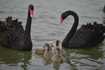 Du khách Trung Quốc ngồi tù vì tội... trộm thiên nga ở công viên