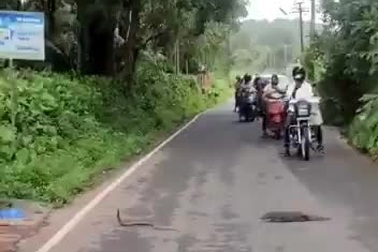 Cầy mangut quyết chiến rắn hổ mang