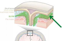 Phát hiện cấu trúc hoàn toàn mới trong não người