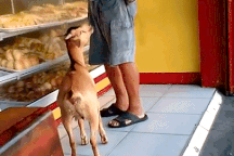 Chú dê biết xin ăn, nhảy lên xe dạo quanh phố phường cùng ông chủ