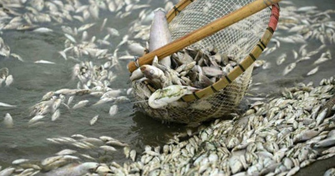 bo y te thong bao ket qua kiem nghiem mau hai san o mien trung hinh 0
