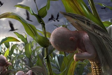 Thực phẩm biến đổi gen, “hạt giống diệu kỳ” hay “chất độc màu xanh”