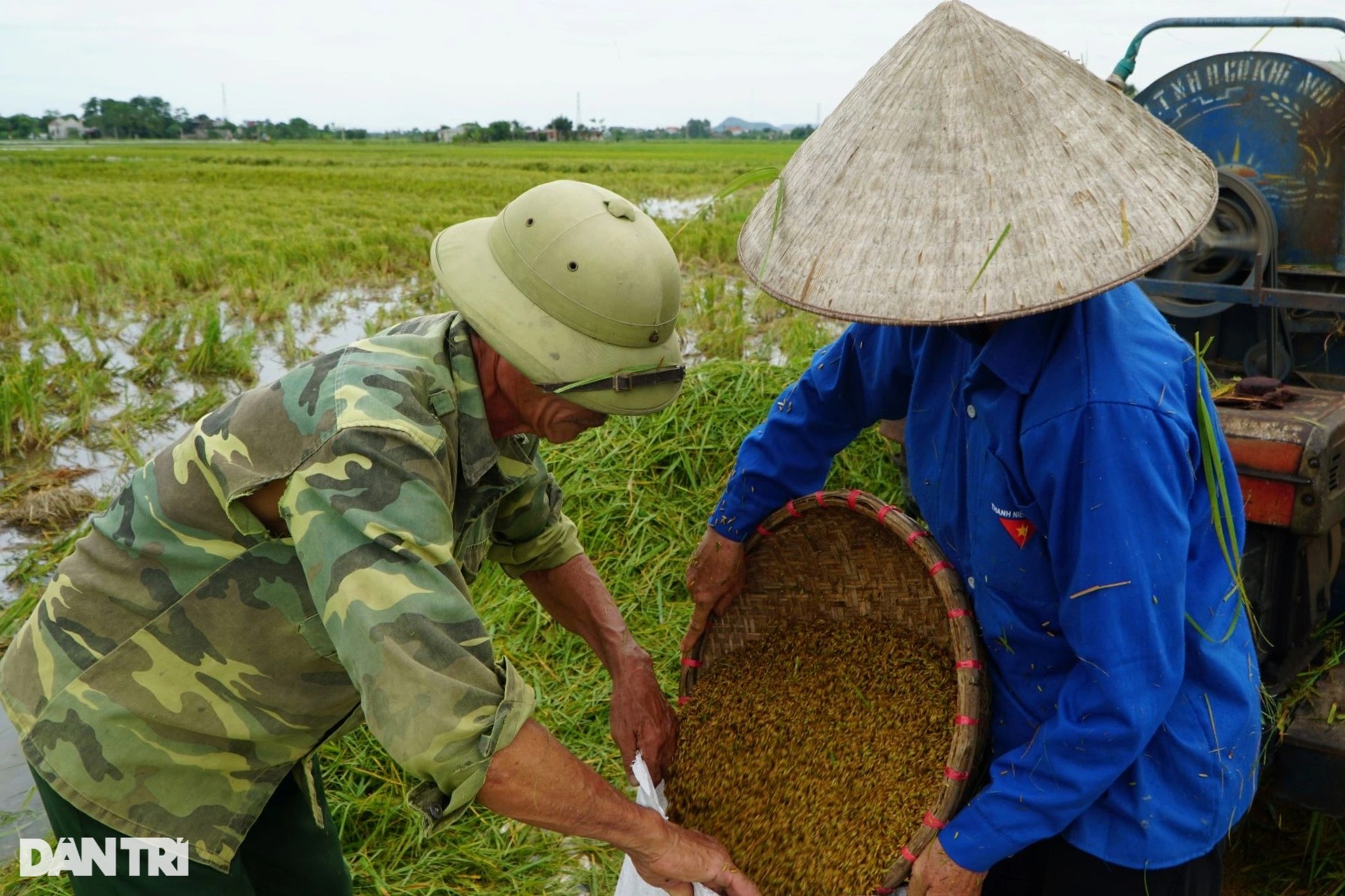 Nông dân nhìn trời... khóc hậu bão Yagi - 8