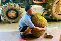 Quả mít khổng lồ nặng 56kg ở Thanh Hóa