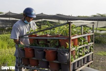 Lo ngại ế vụ hoa Tết, một số nhà vườn ở TPHCM chuyển sang trồng rau sạch