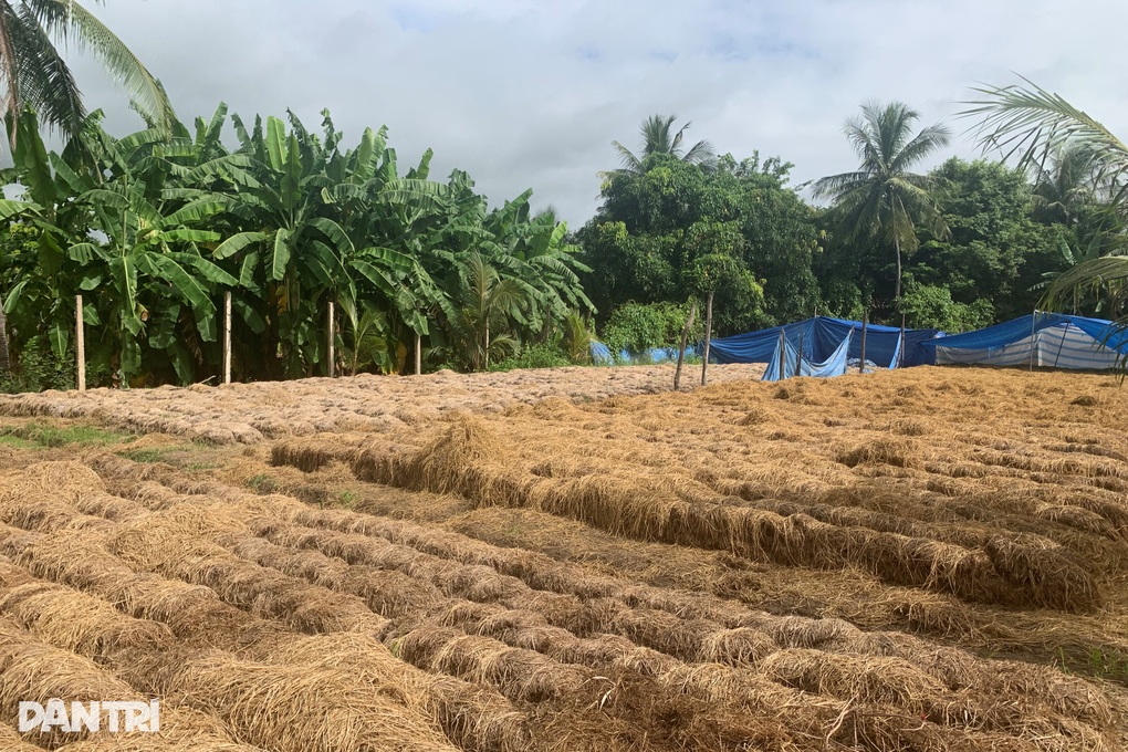 Thứ phế phẩm chất đầy đồng, thường phải đốt bỏ giúp nông dân thu trăm triệu - 1 Thứ phế phẩm chất đầy đồng, thường phải đốt bỏ giúp nông dân thu trăm triệu - 1