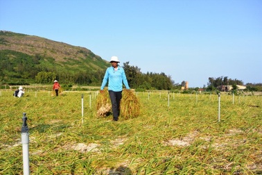 Quảng Ngãi: Niềm vui không trọn vẹn của người trồng tỏi