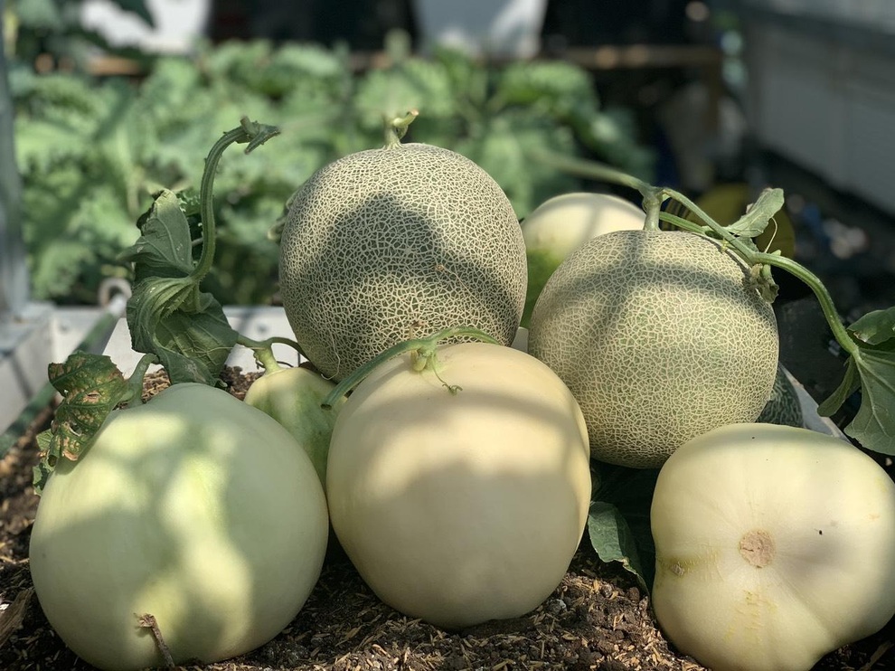 Khu vườn trên cao, rộng 60m2 có nhiều rau, trái lạ của mẹ đảm ở Sài Gòn - 6