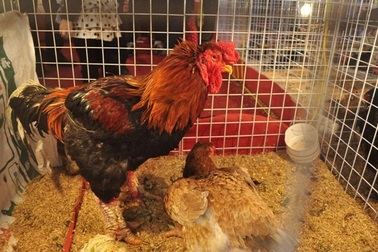 Những sản vật tiến vua giá bạc triệu tại hội chợ Tết