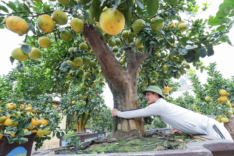Chiêm ngưỡng bưởi siêu độc dáng làng giá 200 triệu ở Hưng Yên - 2 Chiêm ngưỡng bưởi siêu độc dáng làng giá 200 triệu ở Hưng Yên - 2
