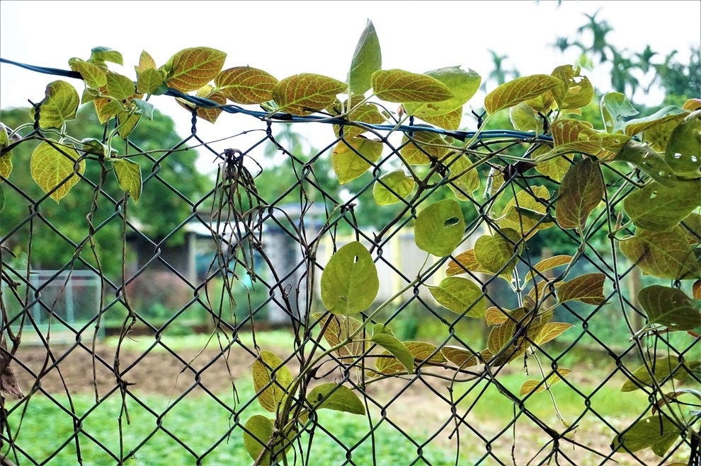 Hái ra tiền với cây leo bờ rào mà không mất một đồng đầu tư - 3 Hái ra tiền với cây leo bờ rào mà không mất một đồng đầu tư - 3