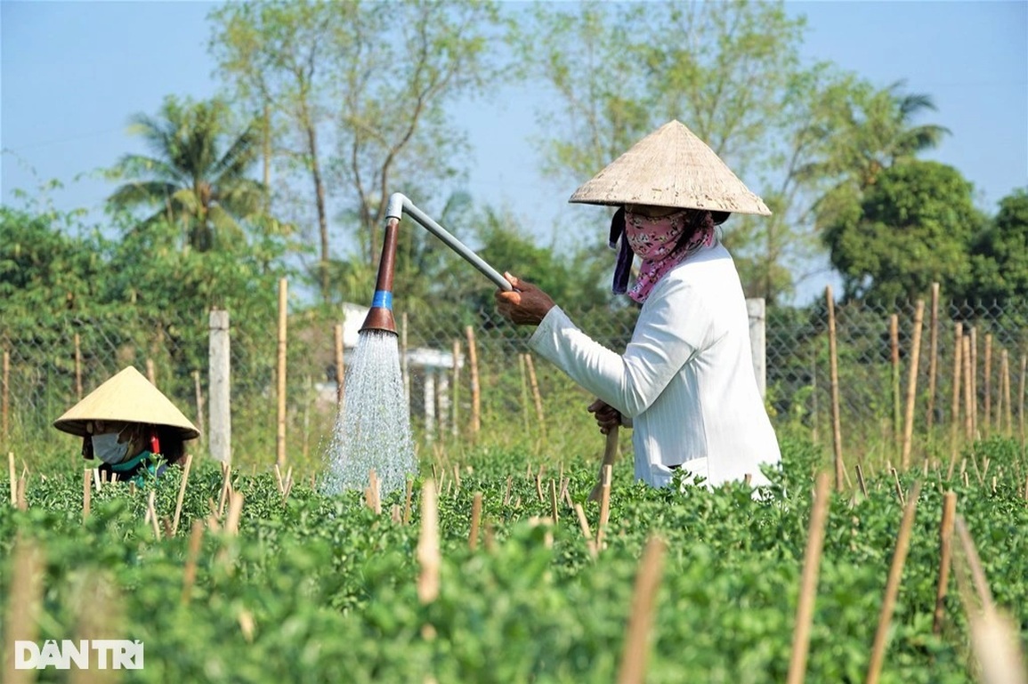 Thu nhập khá nhờ nghề tuyển hoa, lặt nụ mỗi năm chỉ có một lần - 2 Thu nhập khá nhờ nghề tuyển hoa, lặt nụ mỗi năm chỉ có một lần - 2