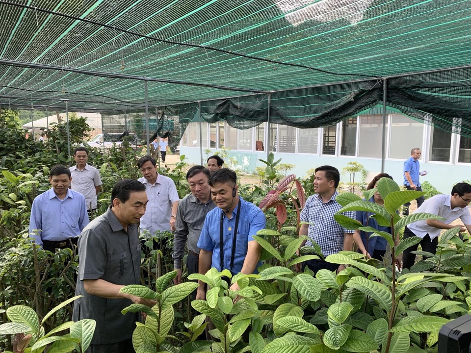Bí ẩn loài trà hoa vàng chữa bách bệnh quý hiếm ở Ninh Bình - 2 Bí ẩn loài trà hoa vàng chữa bách bệnh quý hiếm ở Ninh Bình - 2