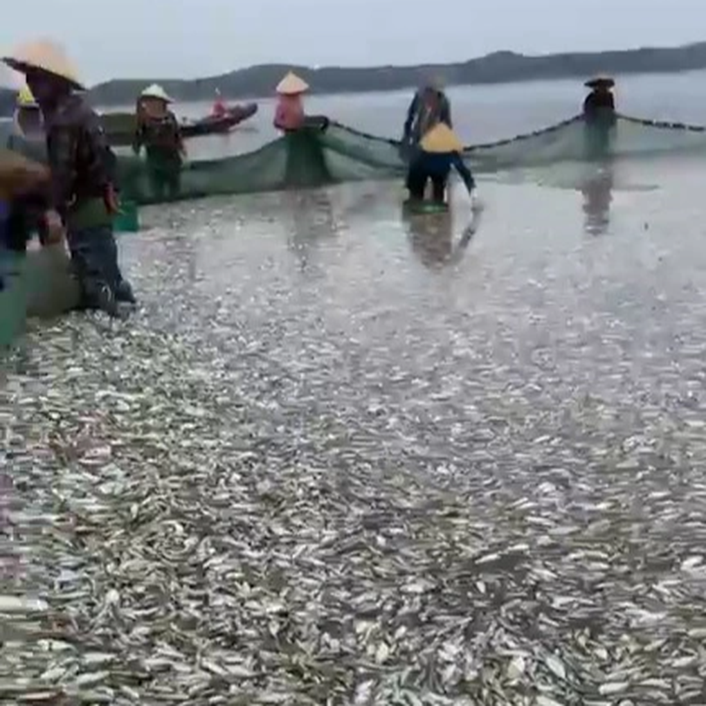 Ngư dân trúng mẻ cá khủng 20 tấn trước giờ bão Talim đổ bộ - 2 Ngư dân trúng mẻ cá khủng 20 tấn trước giờ bão Talim đổ bộ - 2