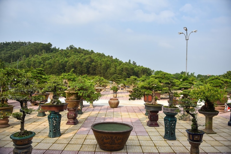 Chiêm ngưỡng nhà vườn toàn siêu cây bạc tỷ của ông vua cây cảnh - 11 Chiêm ngưỡng nhà vườn toàn siêu cây bạc tỷ của ông vua cây cảnh - 11