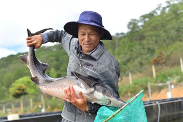 Vào rừng lấy nước suối về nuôi cá, nông dân thu cả chục tỷ đồng