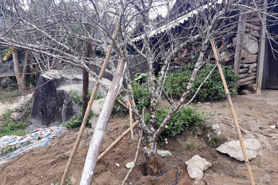 Đổ xô lên săn đào đá giá hàng chục triệu ở vùng biên Nghệ An - 6 Đổ xô lên săn đào đá giá hàng chục triệu ở vùng biên Nghệ An - 6