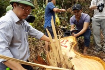 Quảng Nam sẽ họp với Lào về vụ phá rừng pơmu