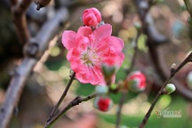 Nỗi đau phía sau chuyện cô gái không dám về quê đón Tết cùng cha