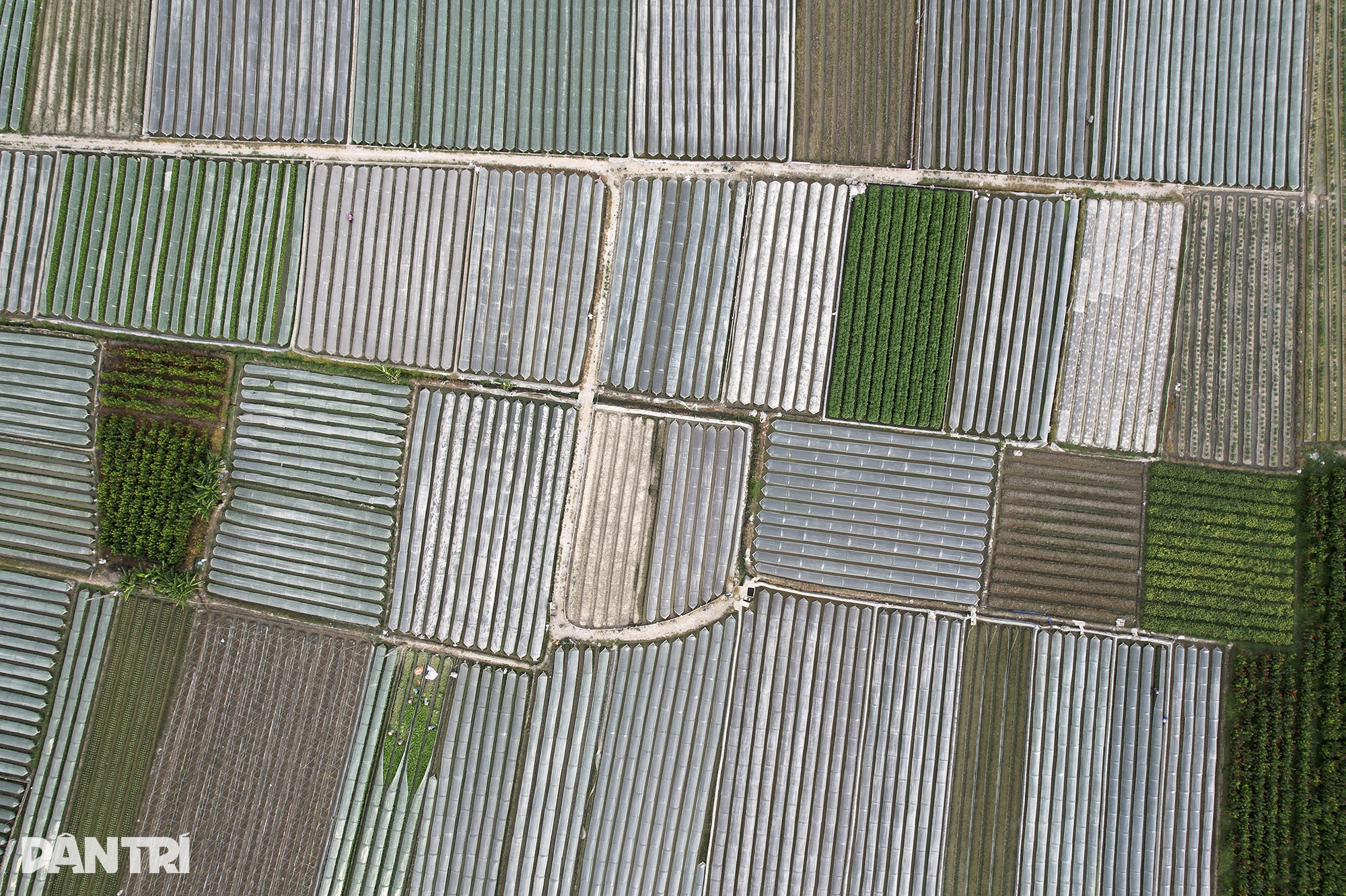 Vẻ đẹp kỳ thú từ những ruộng rau ở Hà Nội | Báo Dân trí