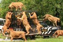 Vườn thú nơi sư tử cắn chết nhân viên bị đóng cửa: Phát hiện nhiều sai phạm