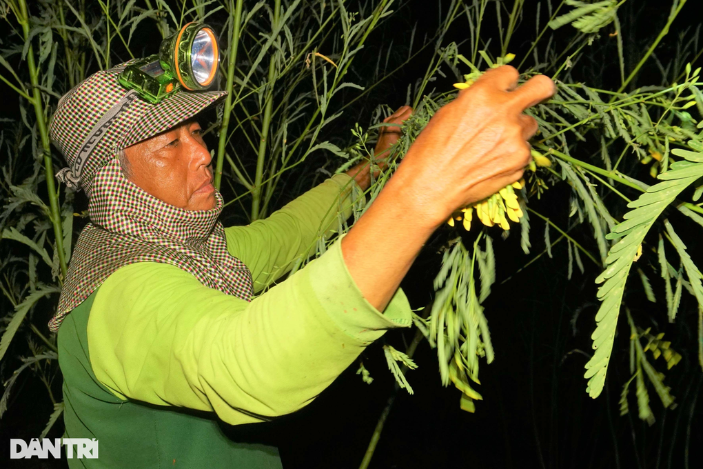 Soi đèn xuyên đêm gom bông điên điển mùa nước nổi - 6