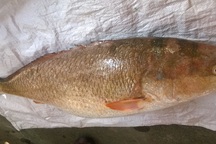 Cá lạ không phải cá Sủ vàng, được bán giá gần 10 triệu đồng