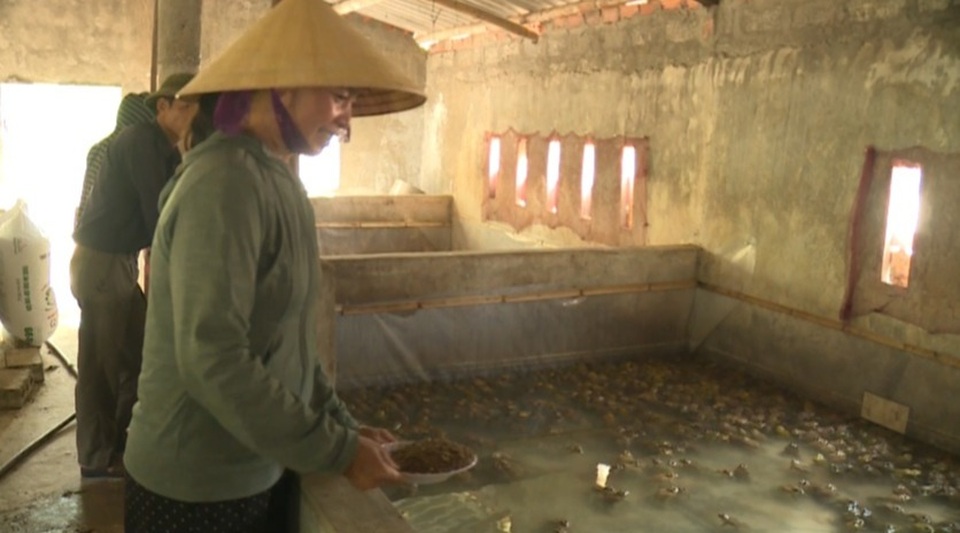 Nuôi ếch “một vốn bốn lời”, dân chài thu hàng trăm triệu đồng mỗi năm - 5 Nuôi ếch “một vốn bốn lời”, dân chài thu hàng trăm triệu đồng mỗi năm - 5