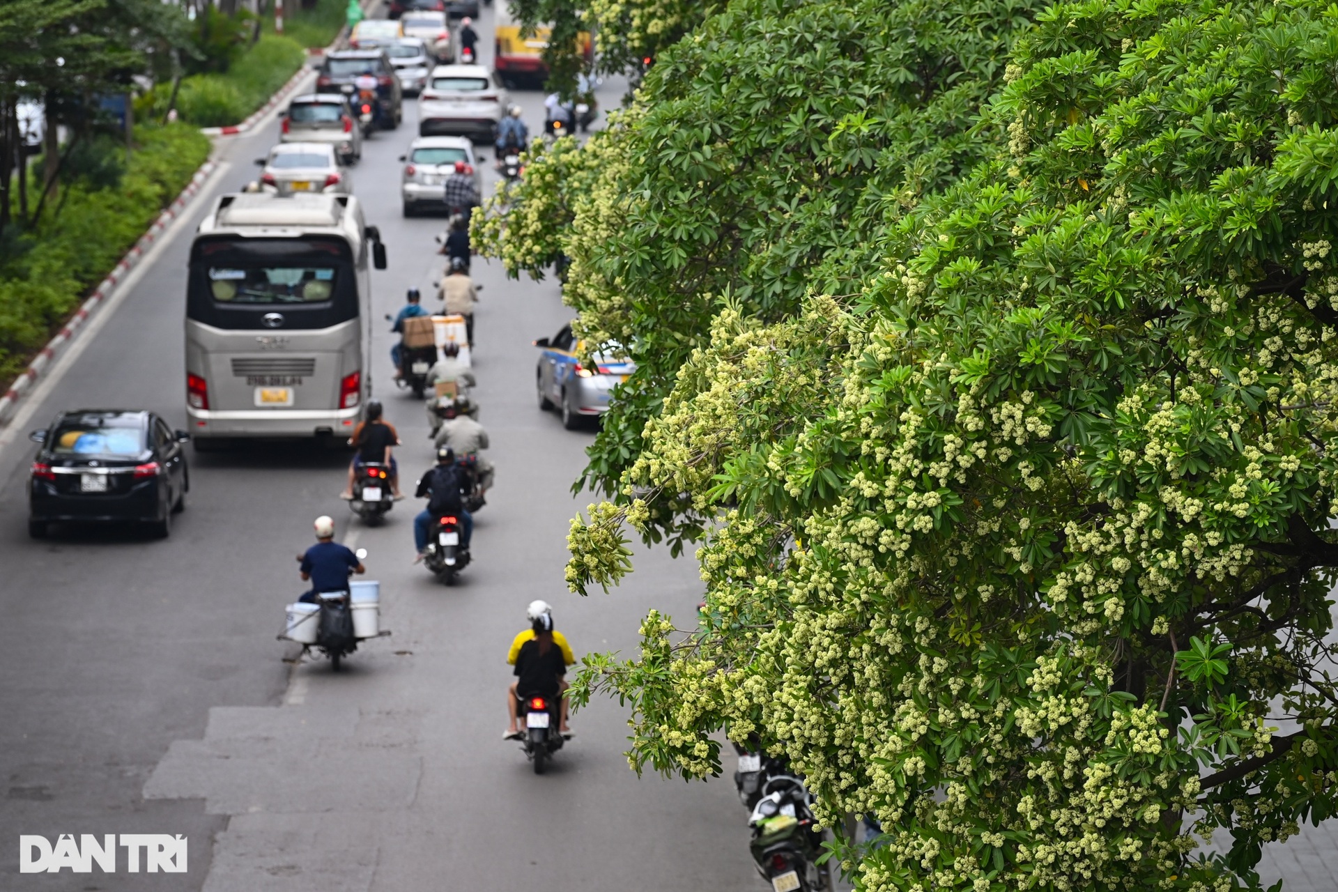 Người dân ám ảnh trước mùi hoa sữa đặc trưng của Hà Nội - 3 Người dân ám ảnh trước mùi hoa sữa đặc trưng của Hà Nội - 3