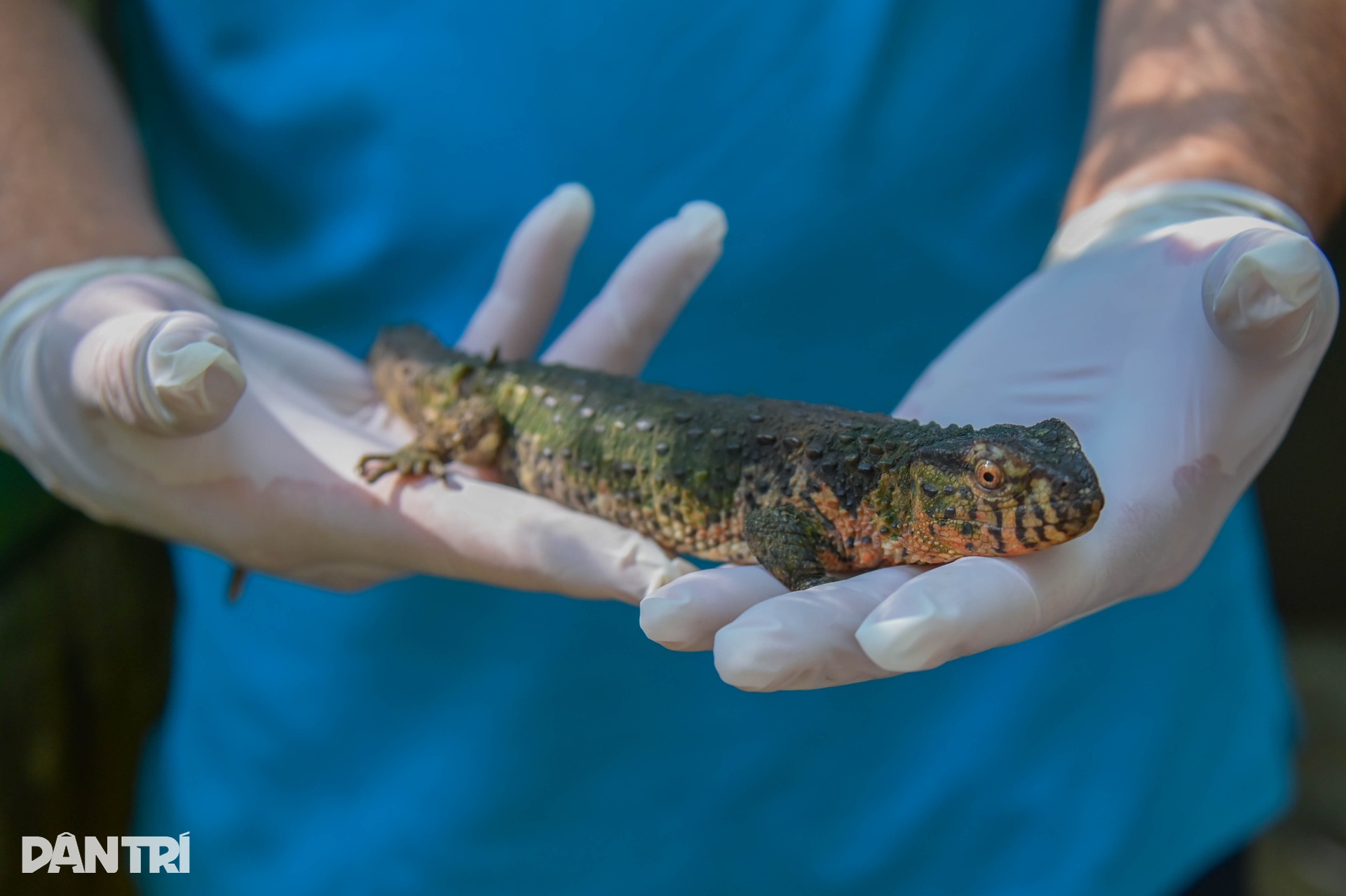 Cận cảnh loài thằn lằn cá sấu ở Việt Nam, có mặt từ thời khủng long - 4 Cận cảnh loài thằn lằn cá sấu ở Việt Nam, có mặt từ thời khủng long - 4