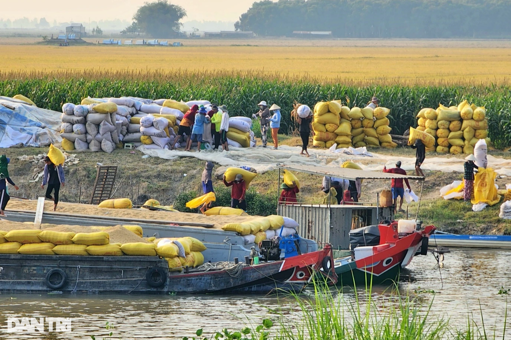 Nông dân miền Tây khấp khởi trước đà giá lúa gạo tăng cao - 1 Nông dân miền Tây khấp khởi trước đà giá lúa gạo tăng cao - 1