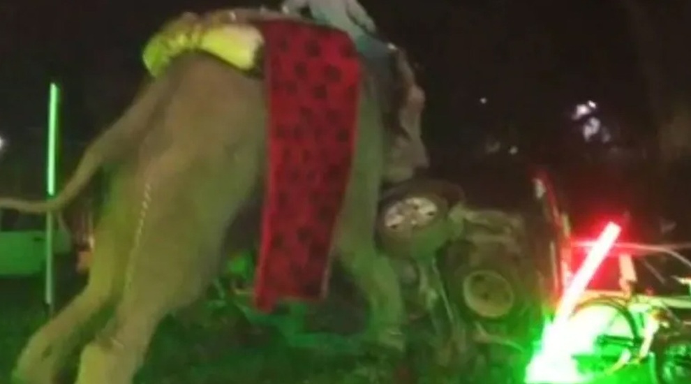 Voi bất ngờ đại náo lễ cưới, chú rể và khách bỏ chạy tán loạn - 1