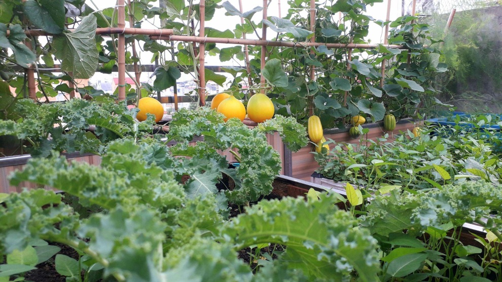 Vườn rau trái sai trĩu quả như siêu thị nông sản của mẹ đảm Hà thành - 3