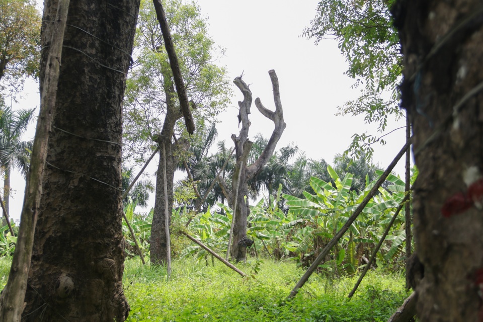 Cảnh chết mòn của hàng cây cổ thụ bị di dời để thi công metro Nhổn - Ga Hà - 3 Cảnh chết mòn của hàng cây cổ thụ bị di dời để thi công metro Nhổn - Ga Hà - 3