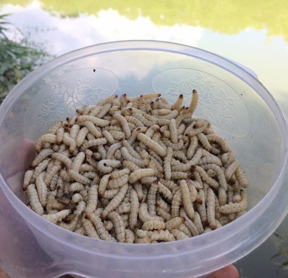 Loạt đặc sản con nhung nhúc, béo tròn, khách vừa ăn vừa sợ - 4