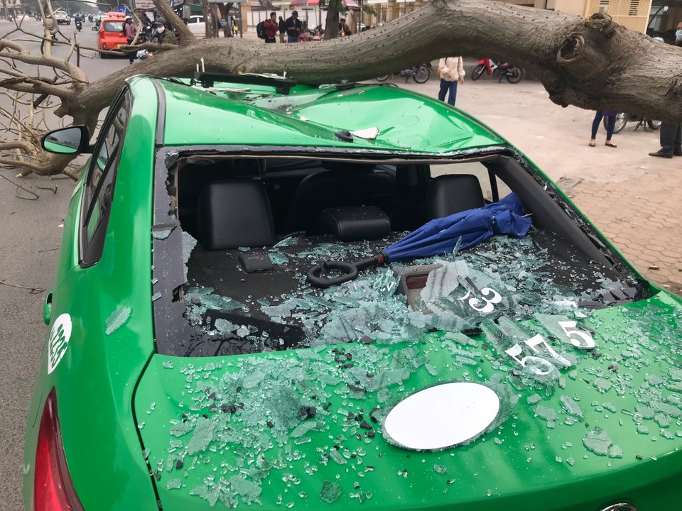 Cành cây ngô đồng rơi trúng xe taxi, 2 người thoát chết - 4 Cành cây ngô đồng rơi trúng xe taxi, 2 người thoát chết - 4