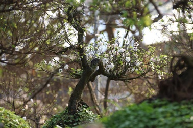 Chiêm ngưỡng vườn mai trắng đẹp hiếm có ở Hà Nội