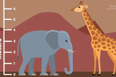 Khi các loài động vật đọ chiều cao: Con người liệu có lọt top 10?