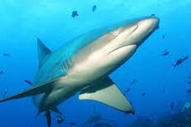 Tàu bốc cháy dữ dội, du khách “nhắm mắt làm liều” nhảy xuống biển có cá mập