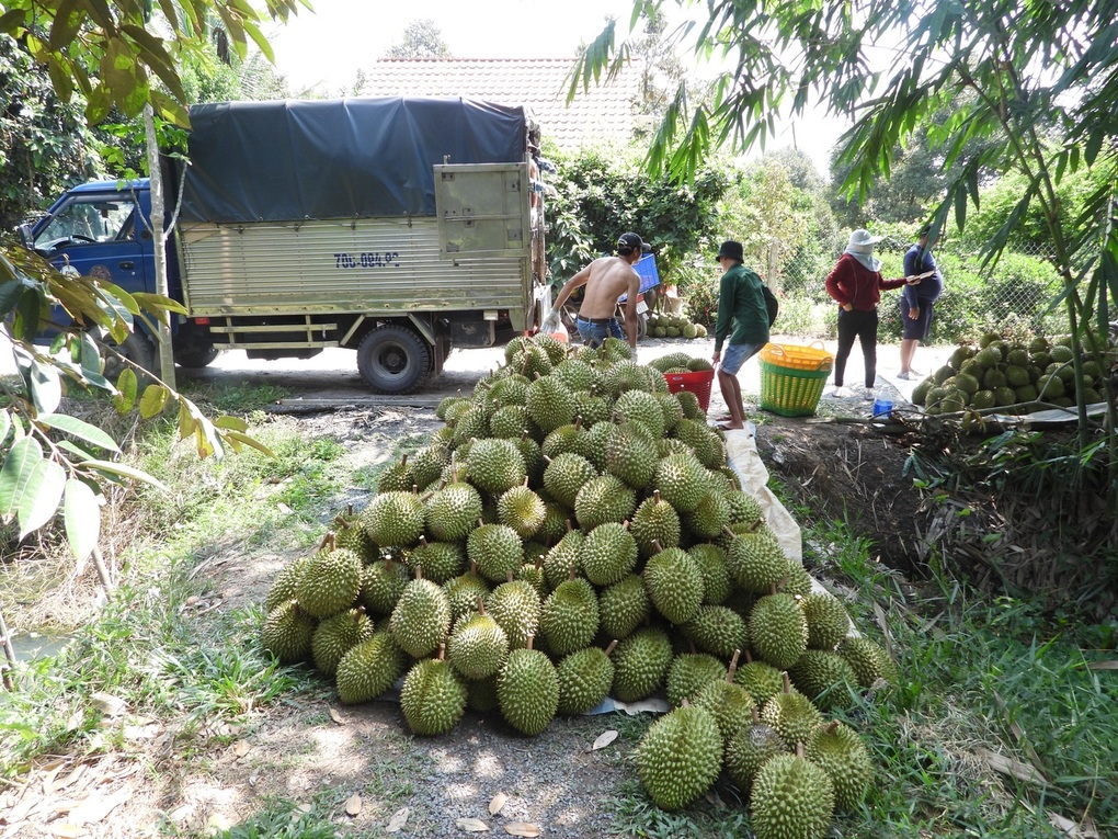 Xuất khẩu sầu riêng, nông sản chủ lực gặp khó: Bộ NNMT chỉ đạo khẩn - 1