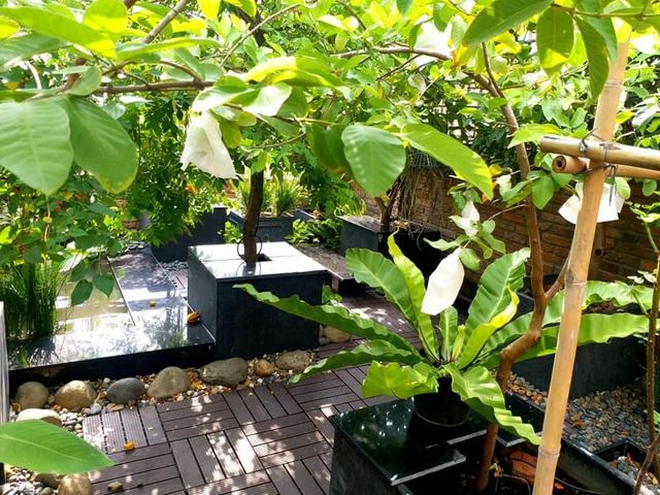 Bố mẹ Việt khoe “nông trại” sân thượng: Sáng hái rau, tối nhâm nhi cà phê - 3 Bố mẹ Việt khoe “nông trại” sân thượng: Sáng hái rau, tối nhâm nhi cà phê - 3