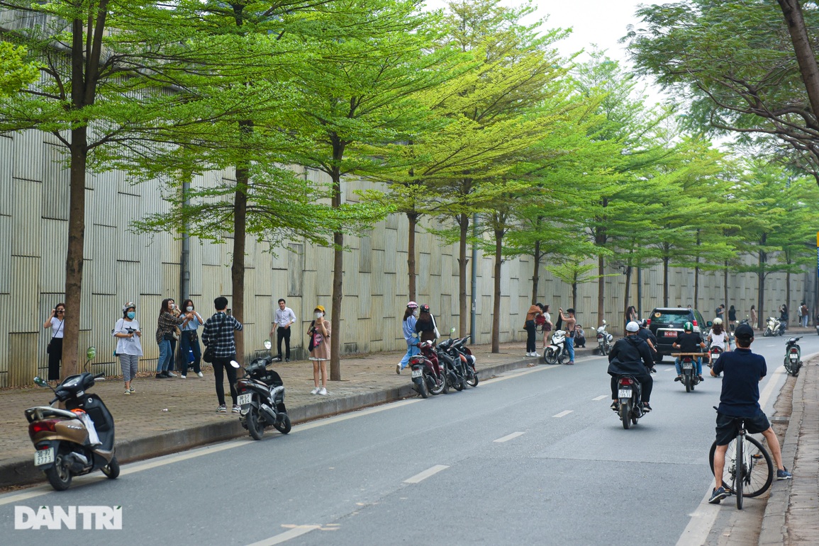 Người Hà Nội đổ xô tới chụp ảnh với đường lá bàng đẹp như Hàn Quốc - 1 Người Hà Nội đổ xô tới chụp ảnh với đường lá bàng đẹp như Hàn Quốc - 1