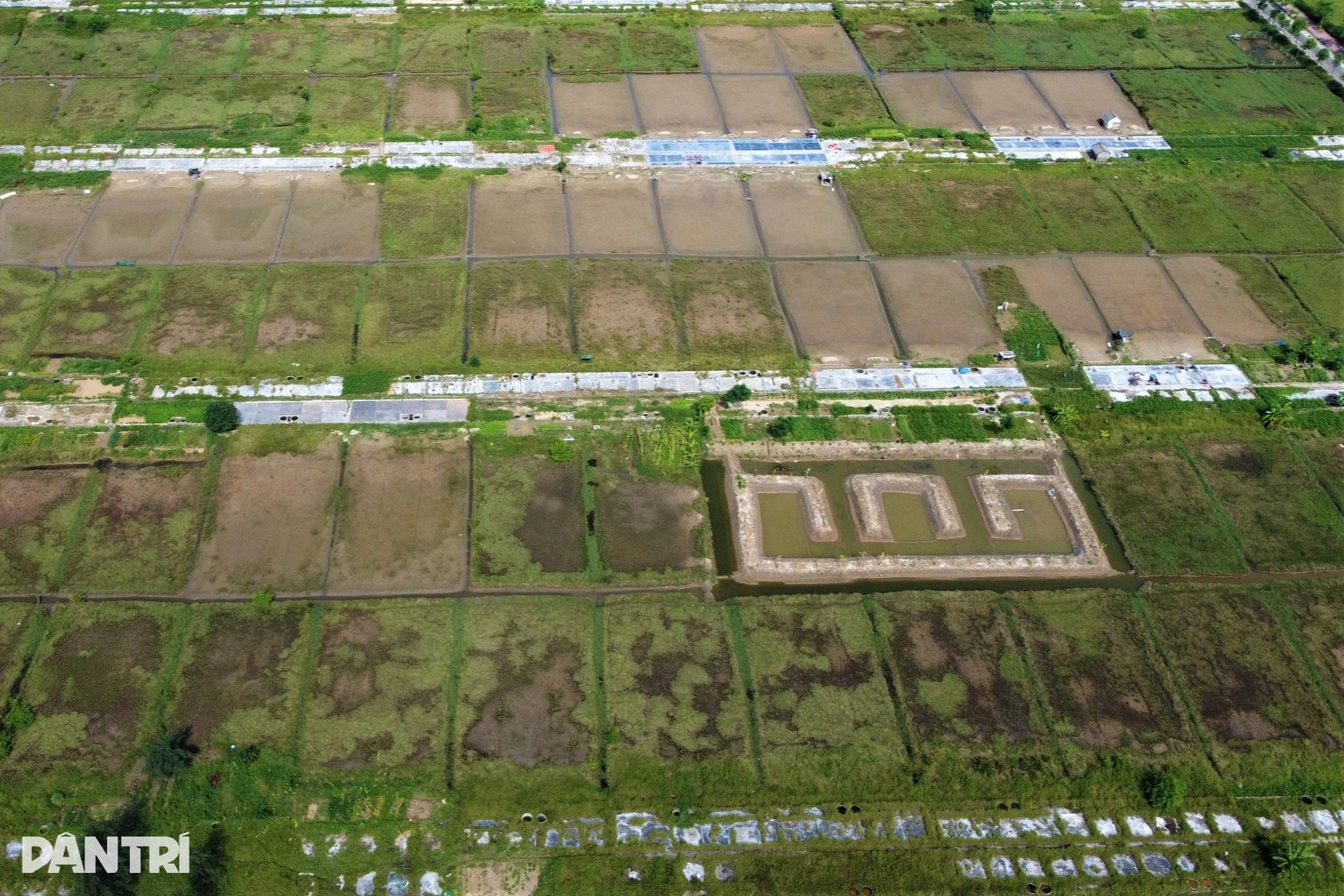 Dân bỏ nghề làm một ngày ăn cả năm, 80ha đất bị bỏ hoang - 10