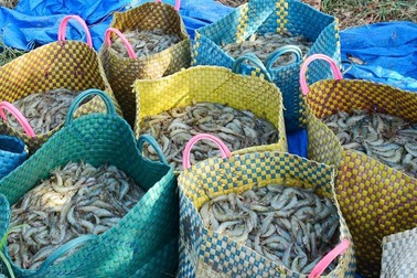 Phấn đấu năm 2020 xuất khẩu tôm đạt khoảng 3,5 tỷ USD