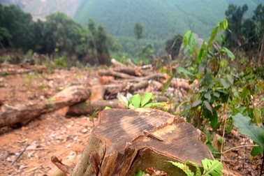 Vụ phá rừng tự nhiên trái phép: Phạt chủ rừng gần 40 triệu đồng